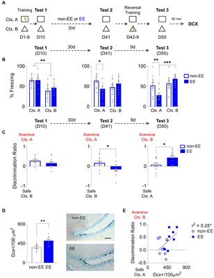 Hippocampal neurogenesis facilitates cognitive flexibility in a fear discrimination task